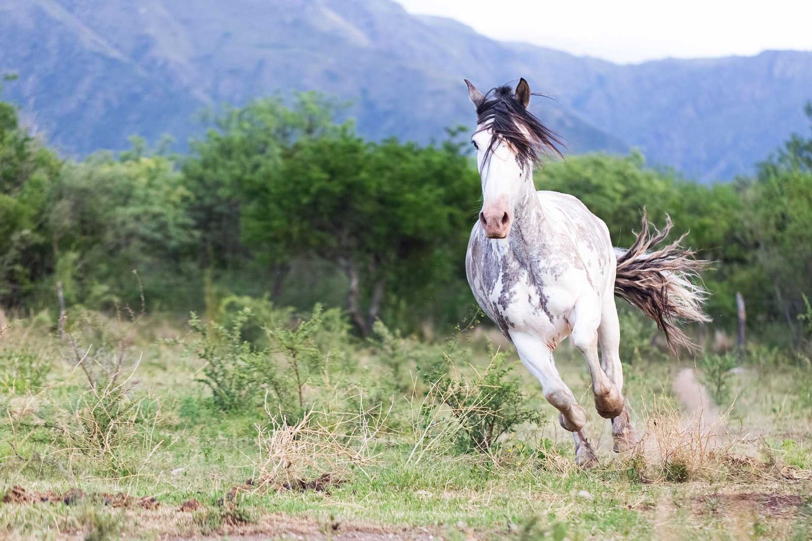 Criollo Horse: A True Icon of South America