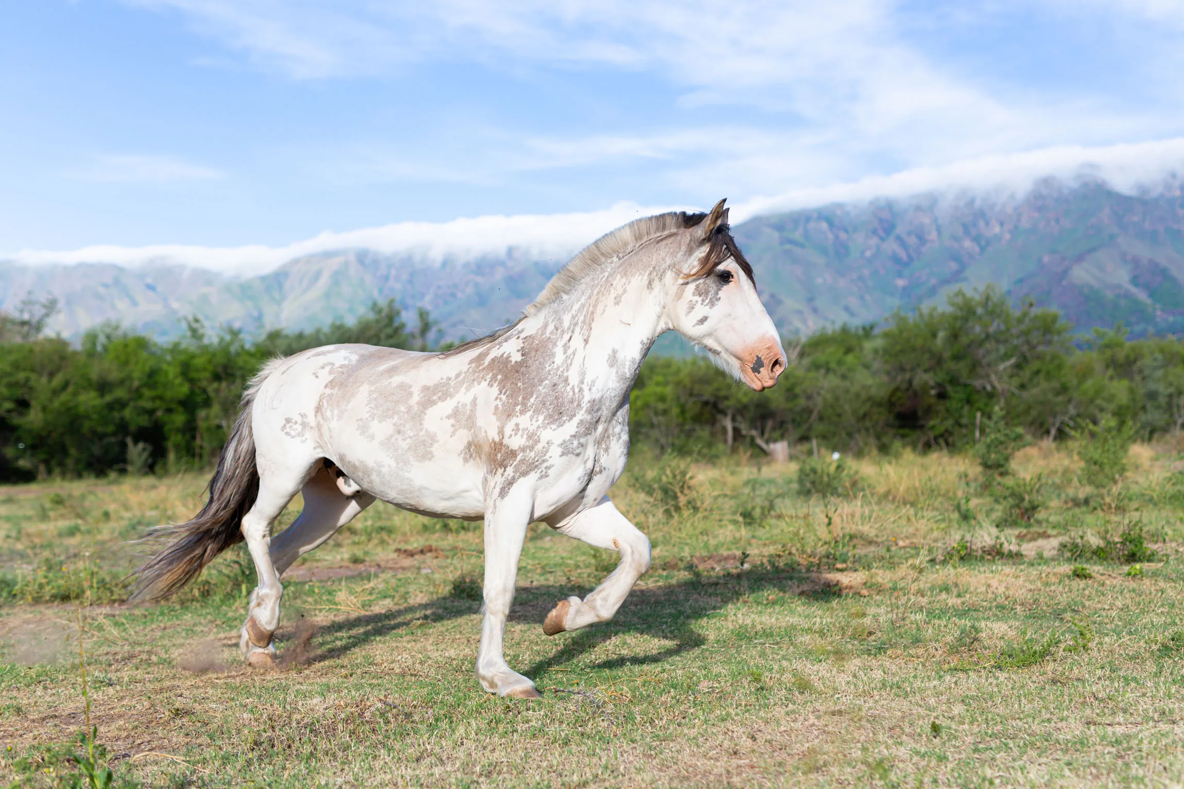 Criollo horse
