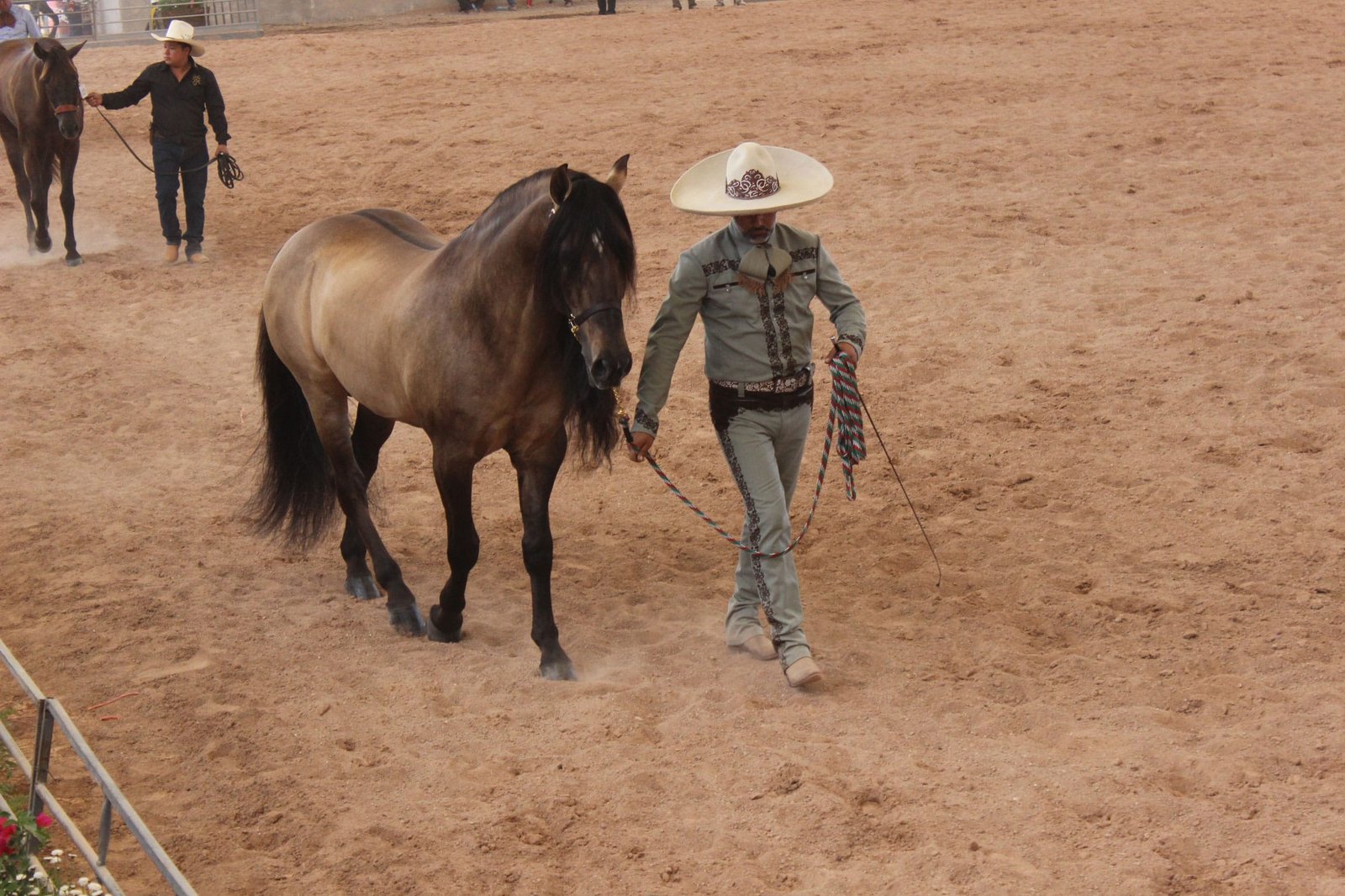 Azteca Horse: A Blend of Elegance and Versatility