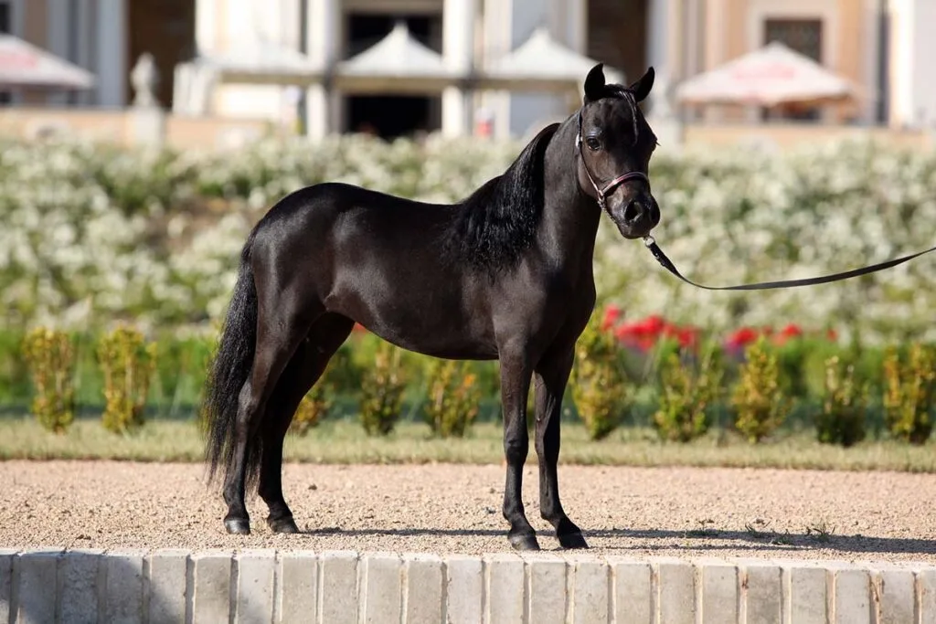 Miniature horse