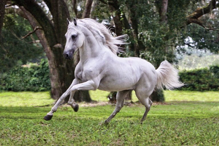 paso fino horse