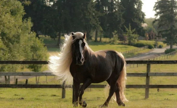 Black Forest Horse