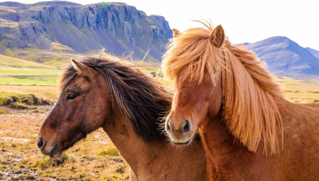 Icelandic Horses