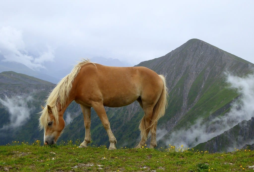 Haflinger