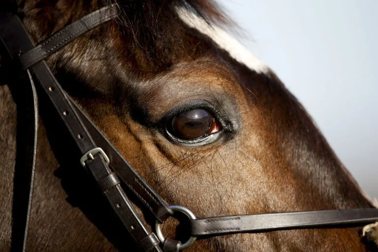 Eye Infections in Horses