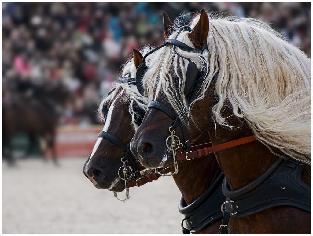 Black Forest Horse