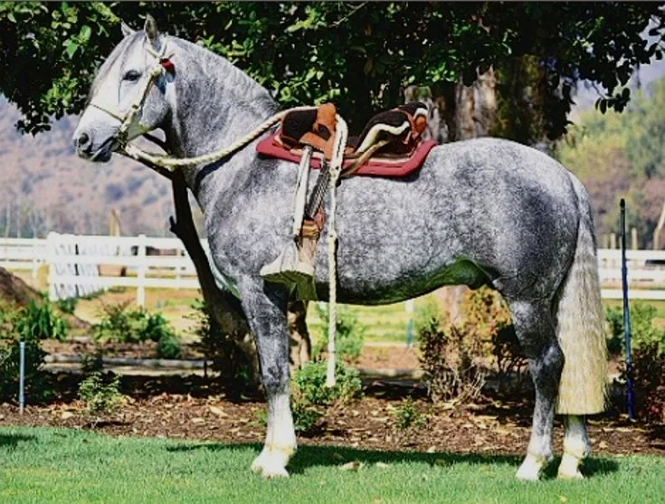 Chilean Horse