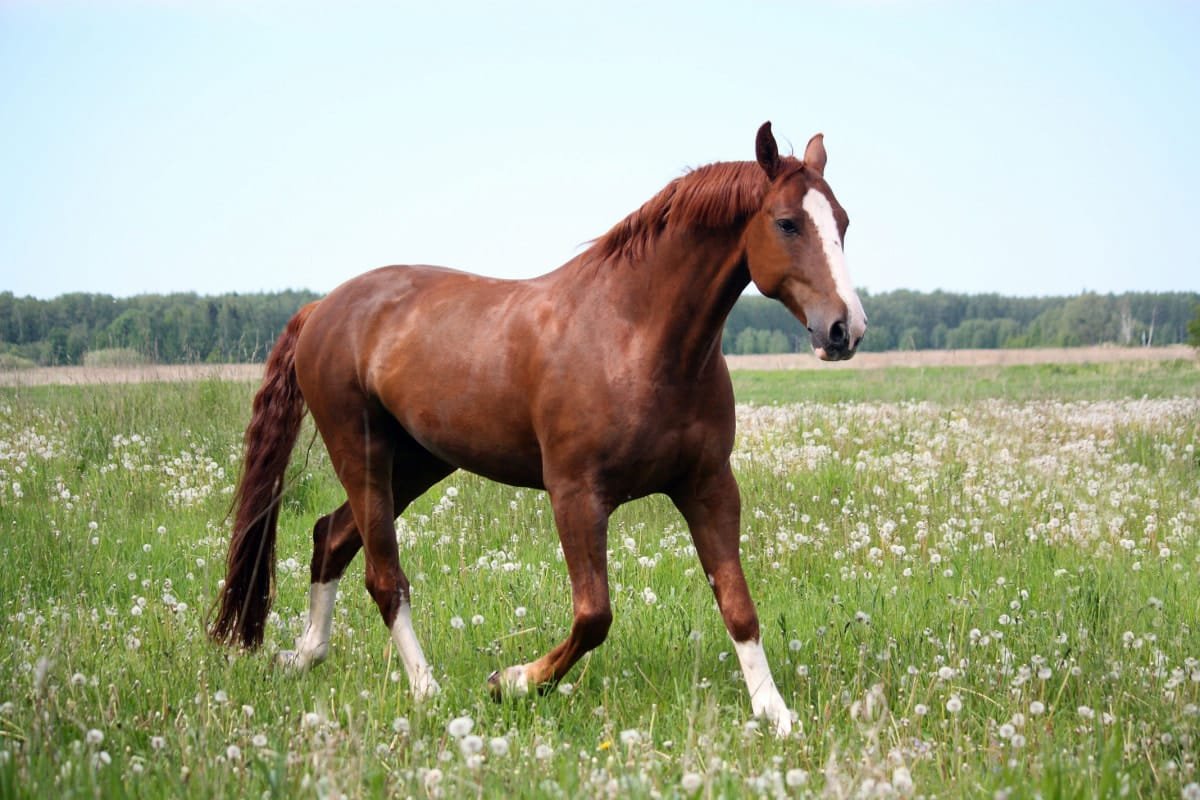 racking horse