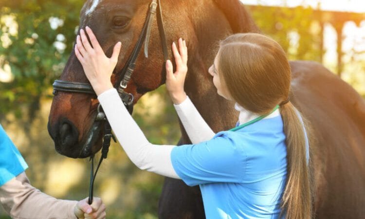 Common Horse Diseases & Skin Conditions