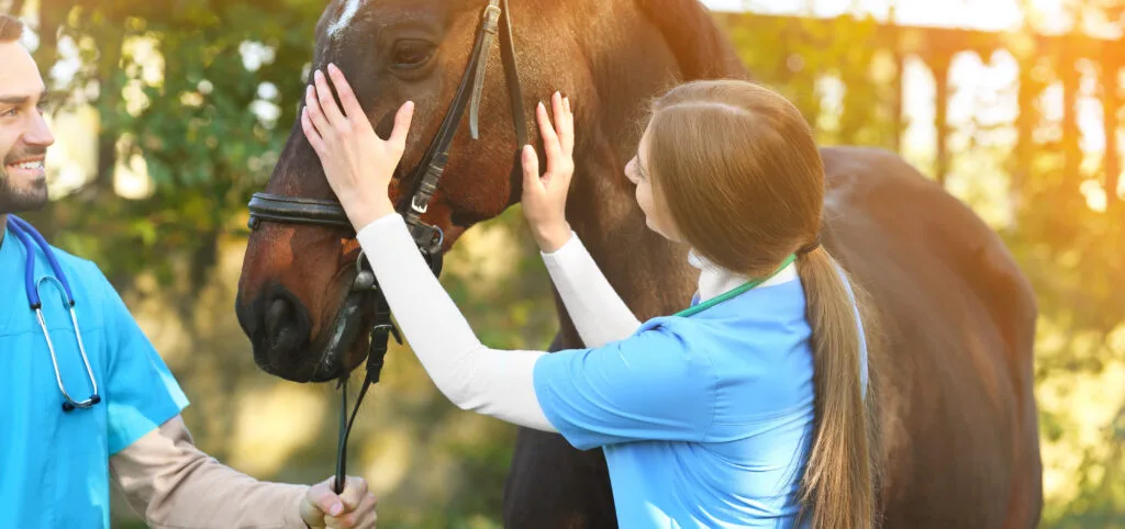 Common Horse Diseases & Skin Conditions