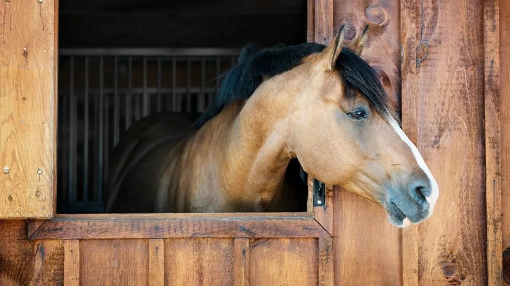 3 Common Causes of Equine Stress