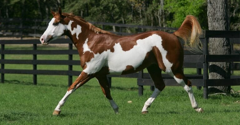 American Paint Horse