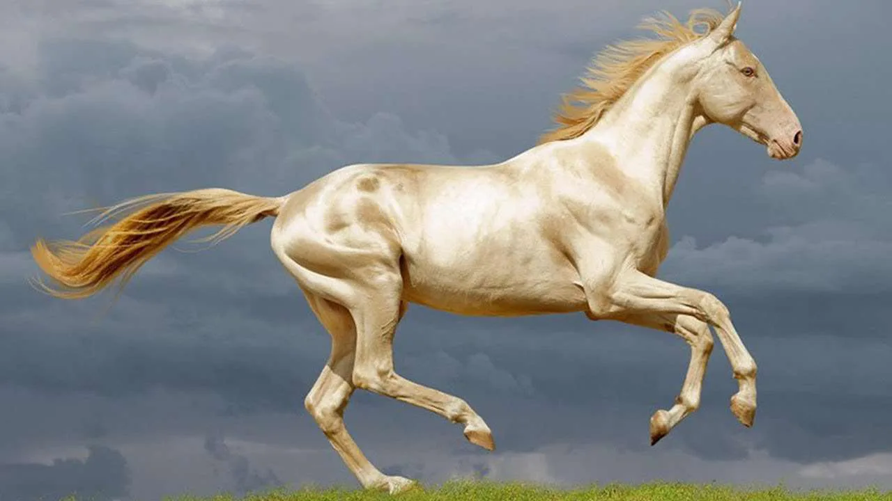 Akhal-Teke