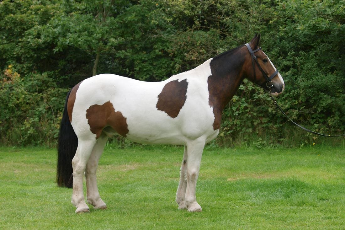 Cob Horse: A Stalwart Companion in the Equestrian World