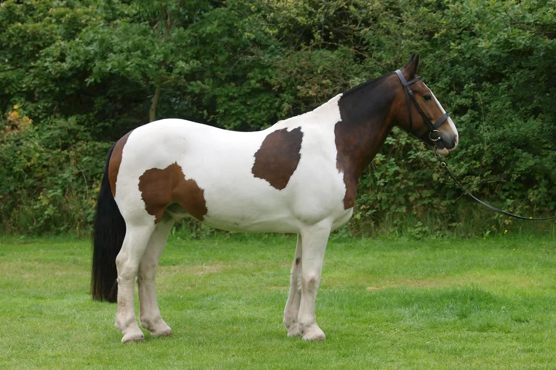 Cob Horse