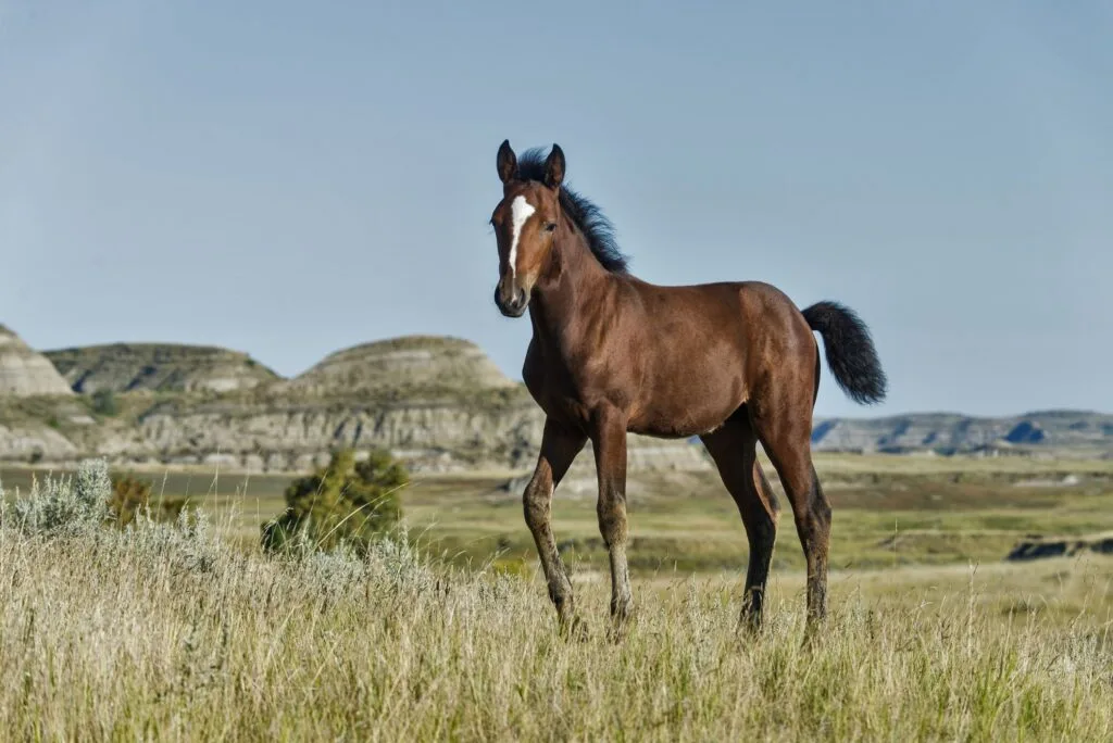 Mustang Horse