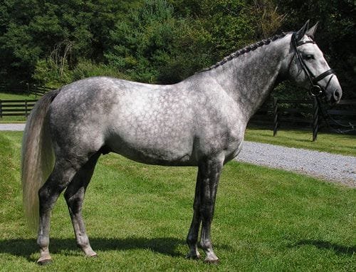 Gray-Oldenburg-Horse