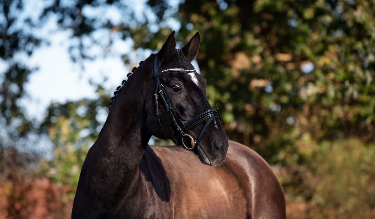 hanoverian horse