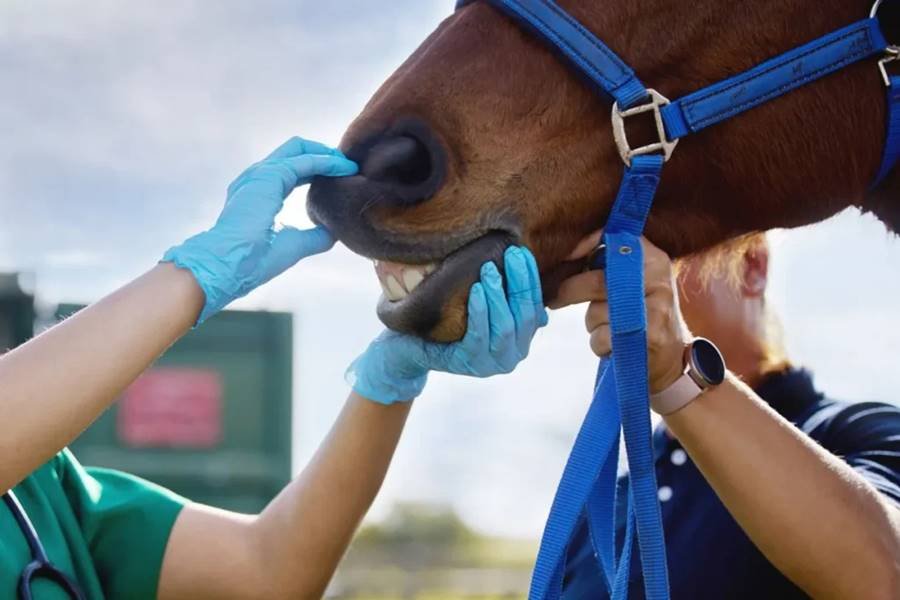 horse