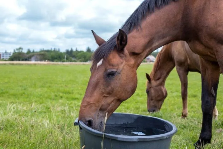 Horse Nutrition ,Feed ,Essential Guide