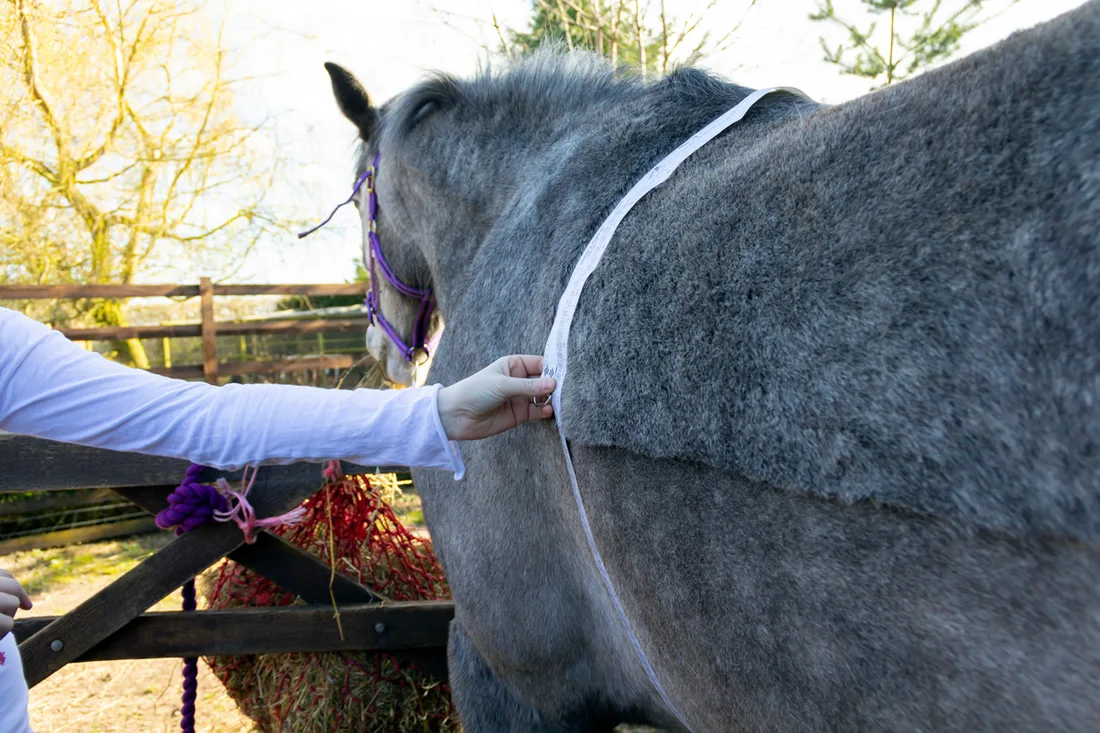 Horse Weight Management