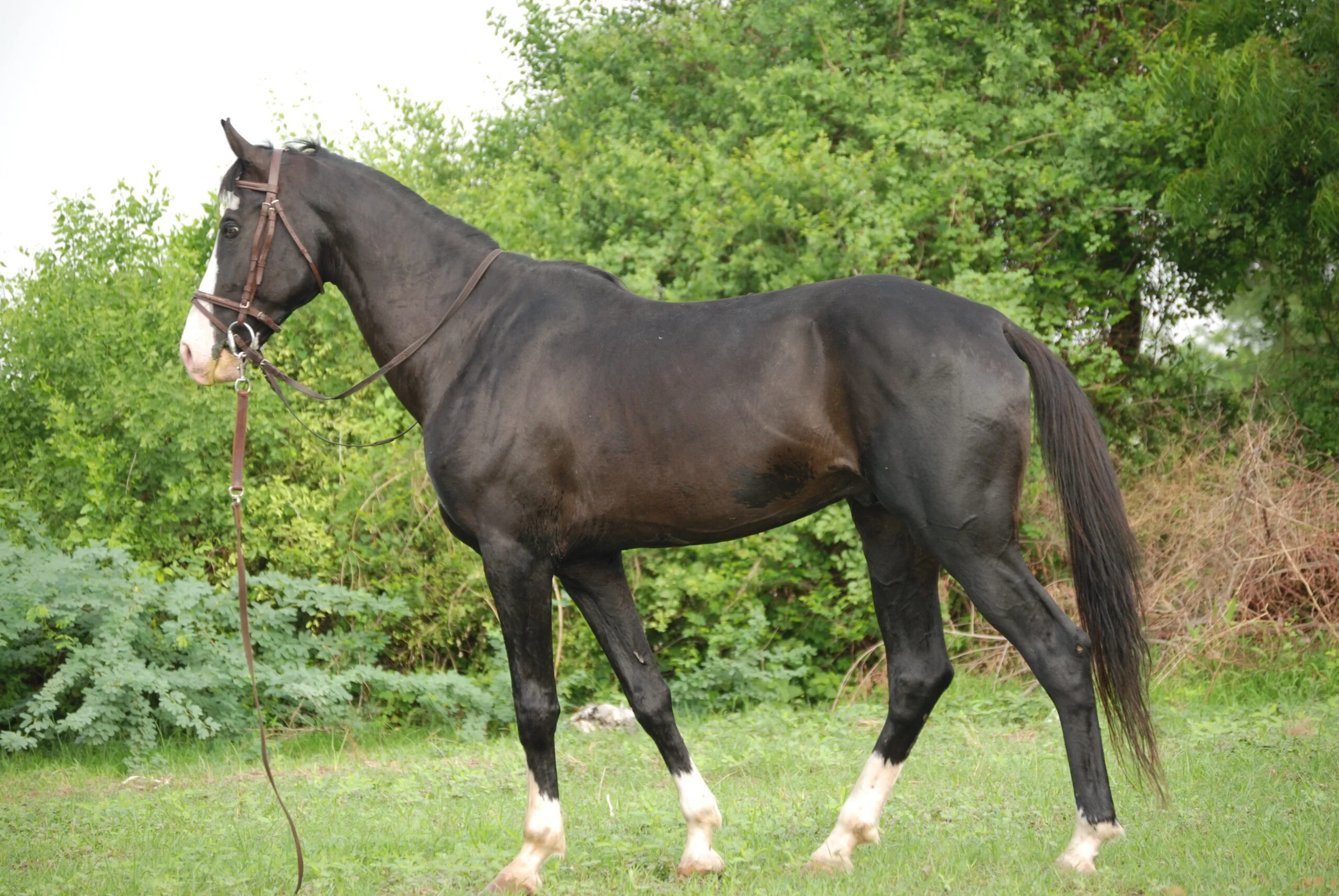 marwari horse