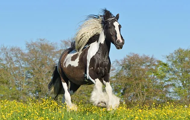 cob horse