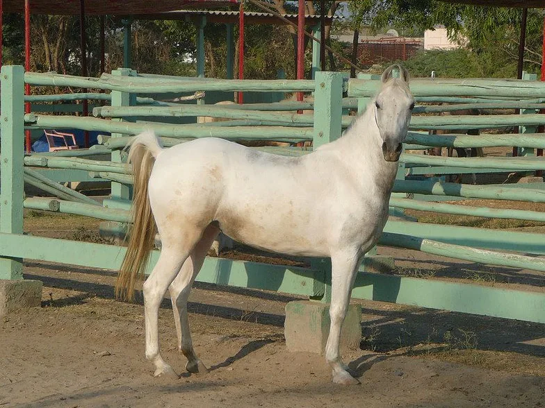 kathiawari horse