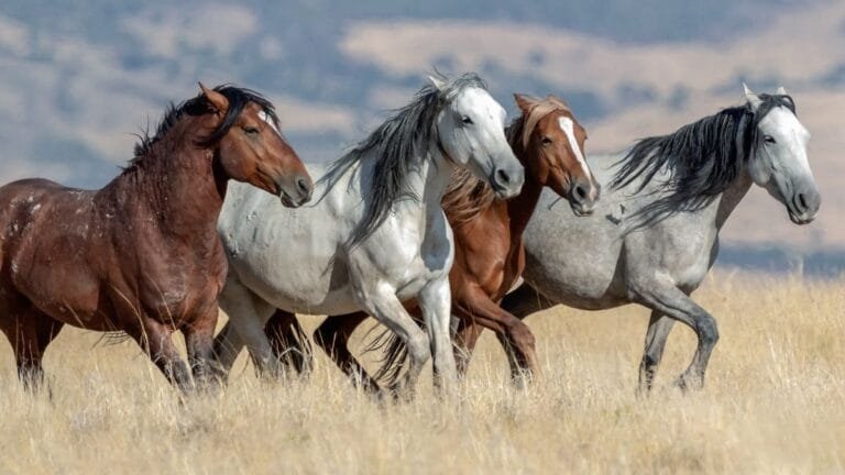 Top 10 best native Indian horse breeds
