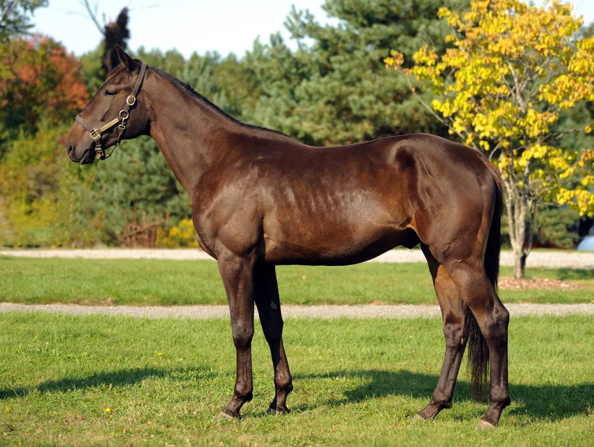 standardbred