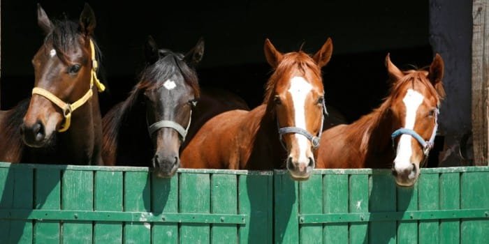 Horse Breeds Used for Domesticated Purposes