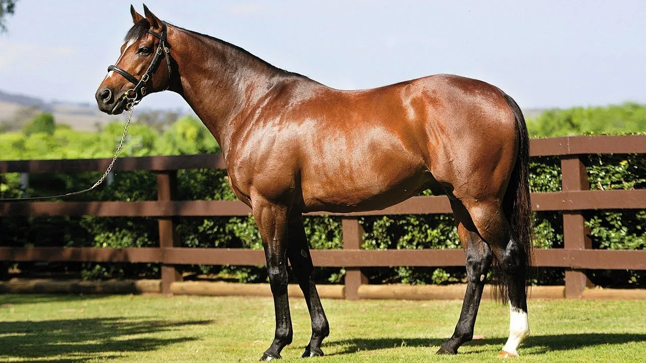 Thoroughbred