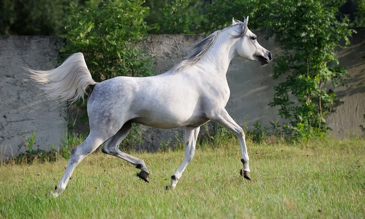 ARABIAN HORSE
