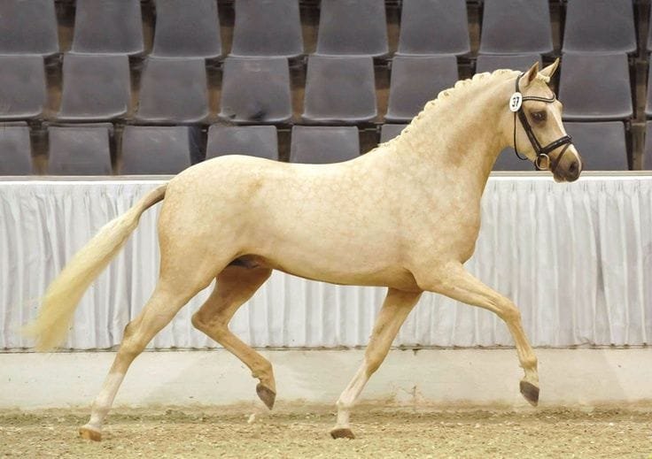 hanoverian horse