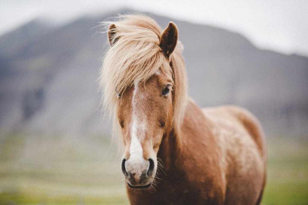 Icelandic Horses