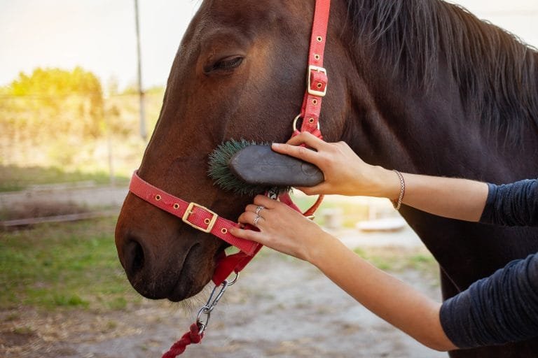 horse grooming