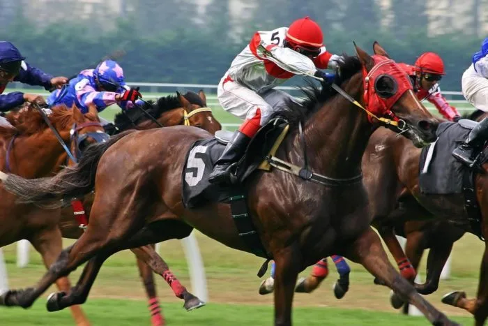 Thoroughbred horse