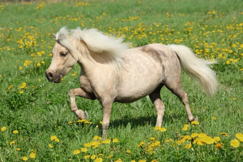 Falabella Horse