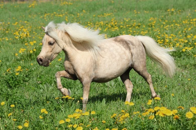 Falabella Horses diminutive Size And Unique History