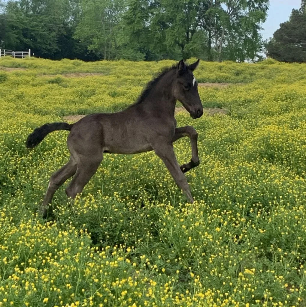 racking horse