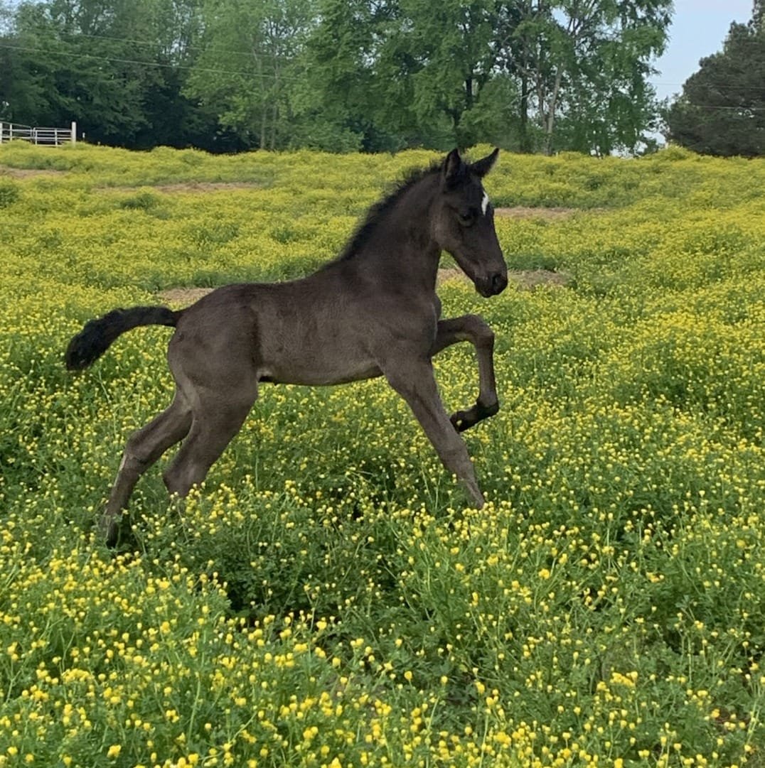 racking horse