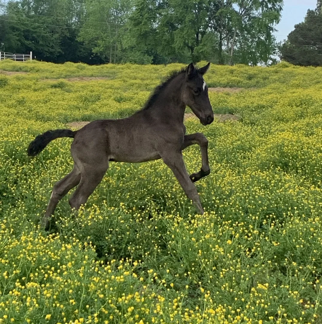 racking horse