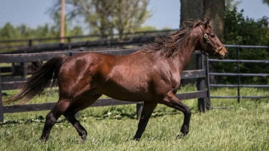 Thoroughbred horse