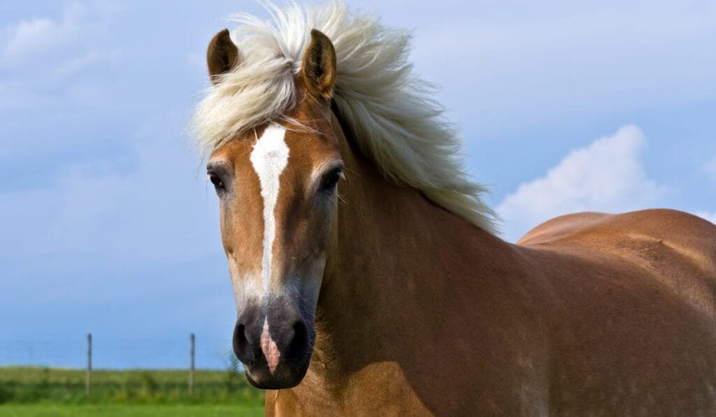 Haflinger