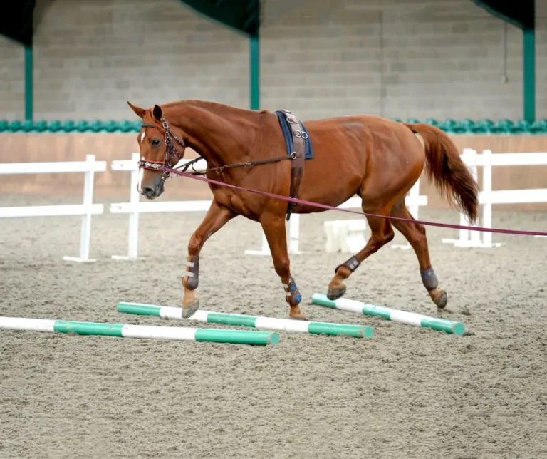 horse Exercise