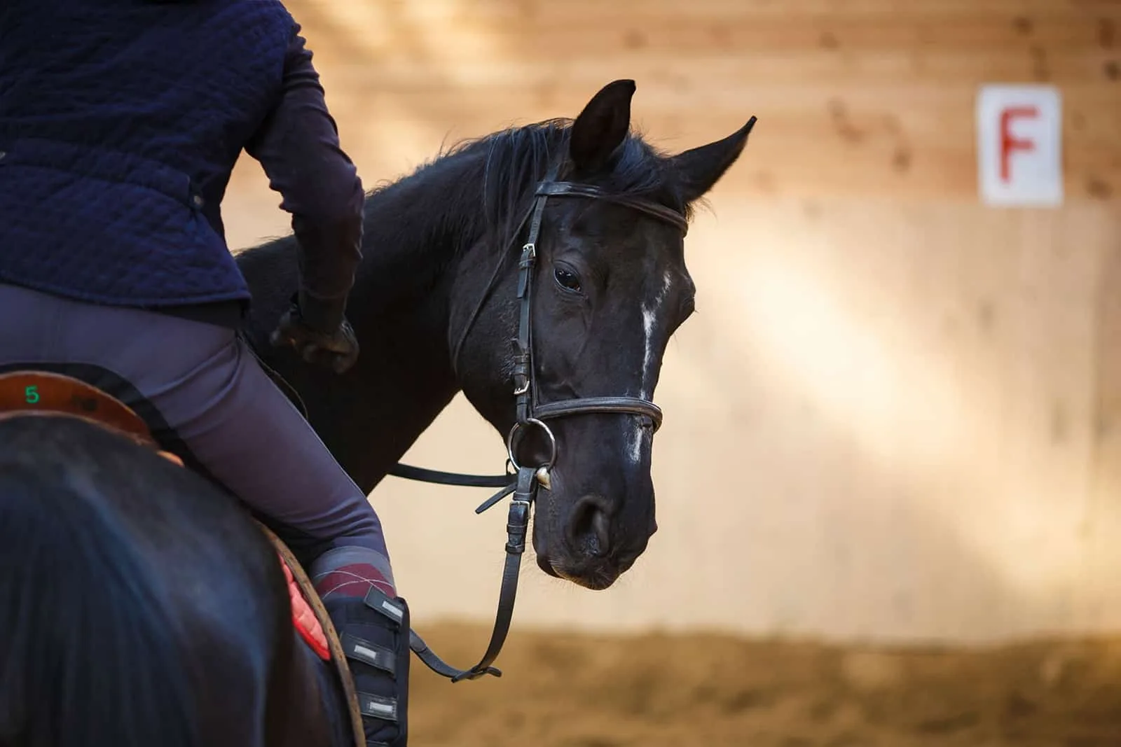 Things to Keep in Mind While Riding a Horse
