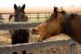 coughing horse
