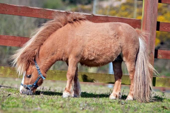 Miniature horse