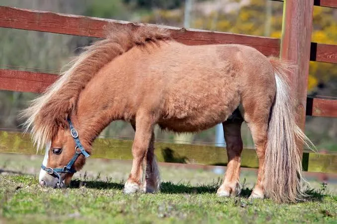 Miniature horse