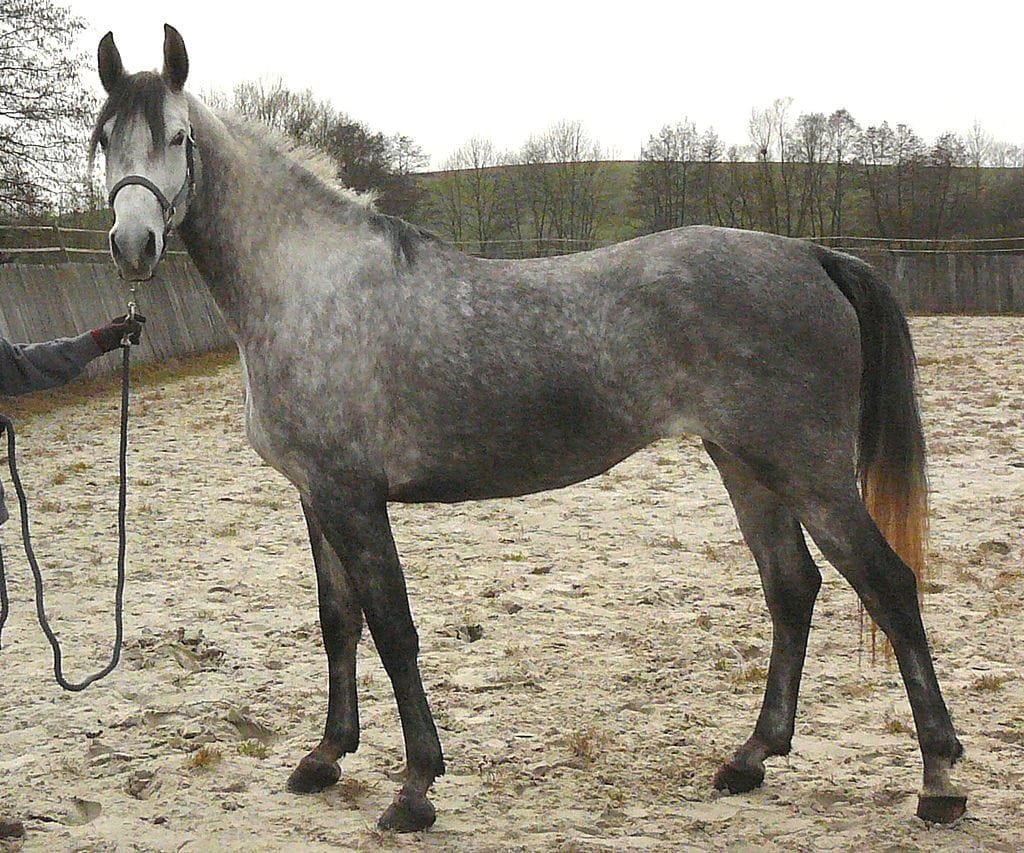 shagya arabian